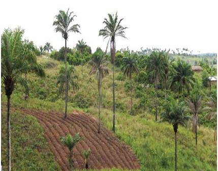 Innovation plateform Madimba Bean